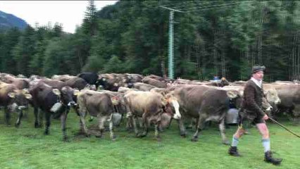 Pastores alemanes llevan su ganado a los valles antes que termine el verano