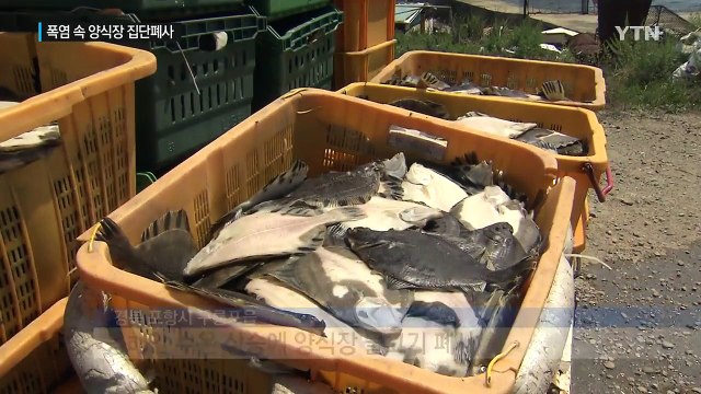 바닷물 수온 상승...양식장 물고기 폐사 급증 / YTN