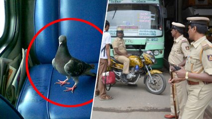 ബസിൽ  പ്രാവിന് ടിക്കറ്റ് ഇല്ല  കണ്ടക്റ്റർക്കെതിരെ നടപടി | Oneindia Malayalam