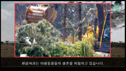 숲속에서 사랑을 하다가 다가온 사자 충격적인 사건의 결말