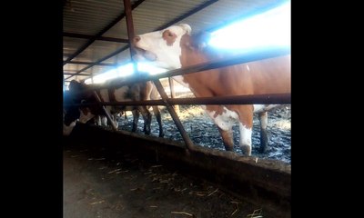 Sığırlarda Dil Çevirme (Oynatma) Hastalığı