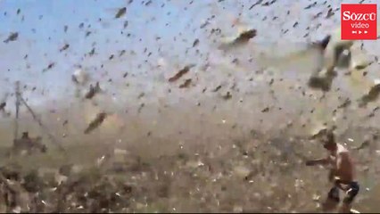 Çekirgeler tarlaları kuruttu