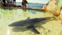 Rescued Great White Shark closes Manly swimming pool