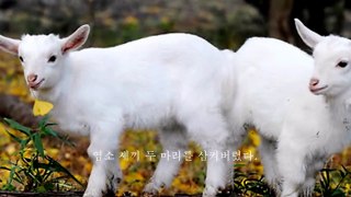 거대한 뱀이 염소를 먹는 모습을 본 주인이한 행동 The big snake ate two goats