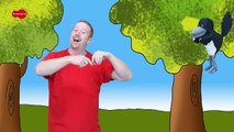 Hide and Seek Steve and Maggie | English for Kids | Story for Children