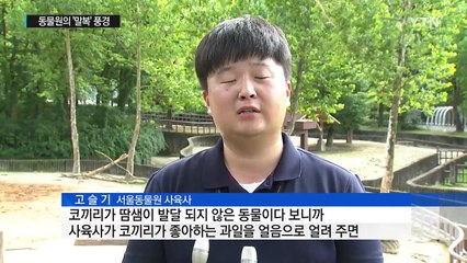 [영상] 동물원 식구들의 '말복' 풍경 / YTN