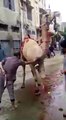 Un homme voulait abattre un chameau mais ça finit très mal pour lui !