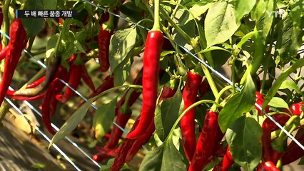 두 배 빠른 품종 개발...민간육종단지 뜬다 / YTN