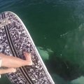 Killer whale swims under paddle boarder