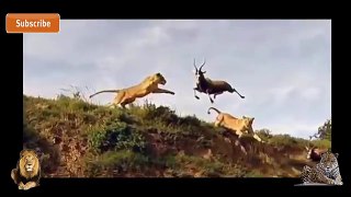 CROCODILE vs HORSE - LION vs Zebra - LION vs Buffalo