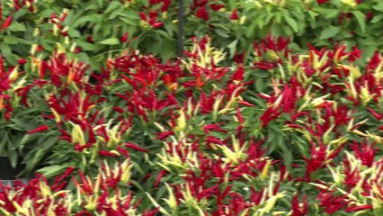 Folie des Plantes : 30ème édition