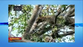 Flying Leopard Vs Monkey Incredible Jumps!! Leopard Hunts Monkey on the Tree