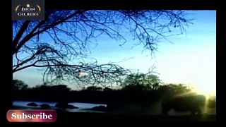 Rhino and Elephant Romance - Very Very Rare Video