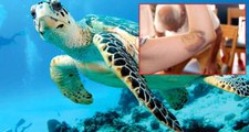 Bodrum'da Araştırma Yapan Japon Heyete Caretta Caretta Saldırdı