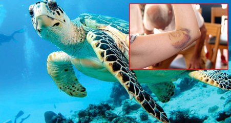 Bodrum'da Araştırma Yapan Japon Heyete Caretta Caretta Saldırdı