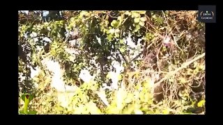 OMG!!! Amazing Beautiful Girls Catch Water Snake On The Tree - Finding Water Snake