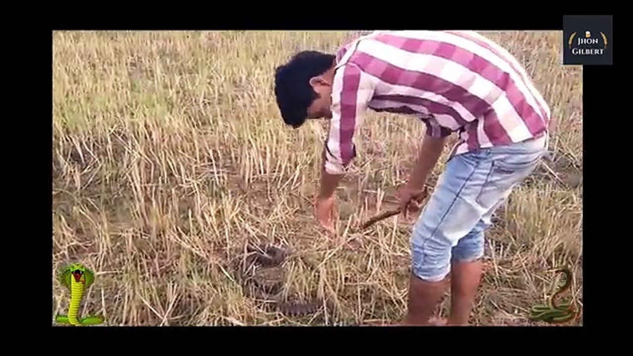 Wow !! Amazing Man Catch A Big Snake Using Bare Hand in Rice Field - how to catch snake in cambodia