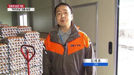 '피프로닐' 검출 농장 달걀, 상당수 유통·소비된 듯 / YTN