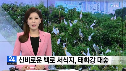 신비로운 백로 서식지, 태화강 대숲 / YTN