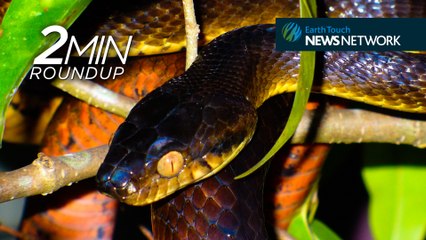 Sea angels, bat behaviour & orangutans at risk