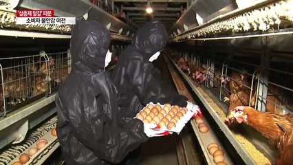 '살충제 달걀' 농장 모두 6곳...유통 제품서도 발견 / YTN