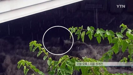 [단독영상] 청계천 물살에 고립된 할머니 구조한 시민 / YTN