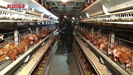 '살충제 달걀' 49곳 검출...전체 생산량의 4％ 차지 / YTN