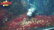 Pet Shark Escapes Aquarium and Chases kids! Feeding Pet Shark