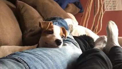 Un petit chien sourit