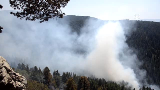 Sarıkamış Ormanı'nda Örtü Yangını