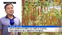 [날씨] 8일 동안 예년 25배 비...늦더위도 실종 / YTN