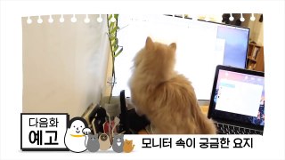 퇴근한 집사와 뽀뽀하는 고양이 | 김메주와고양이들