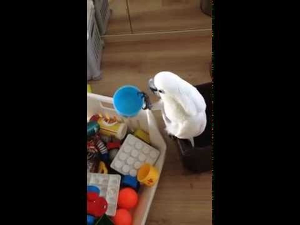 Talented Cockatoo Uses Cups to Create Musical Performance