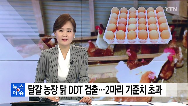 DDT 달걀 농장 닭도 DDT 검출...2마리는 기준치 초과 / YTN