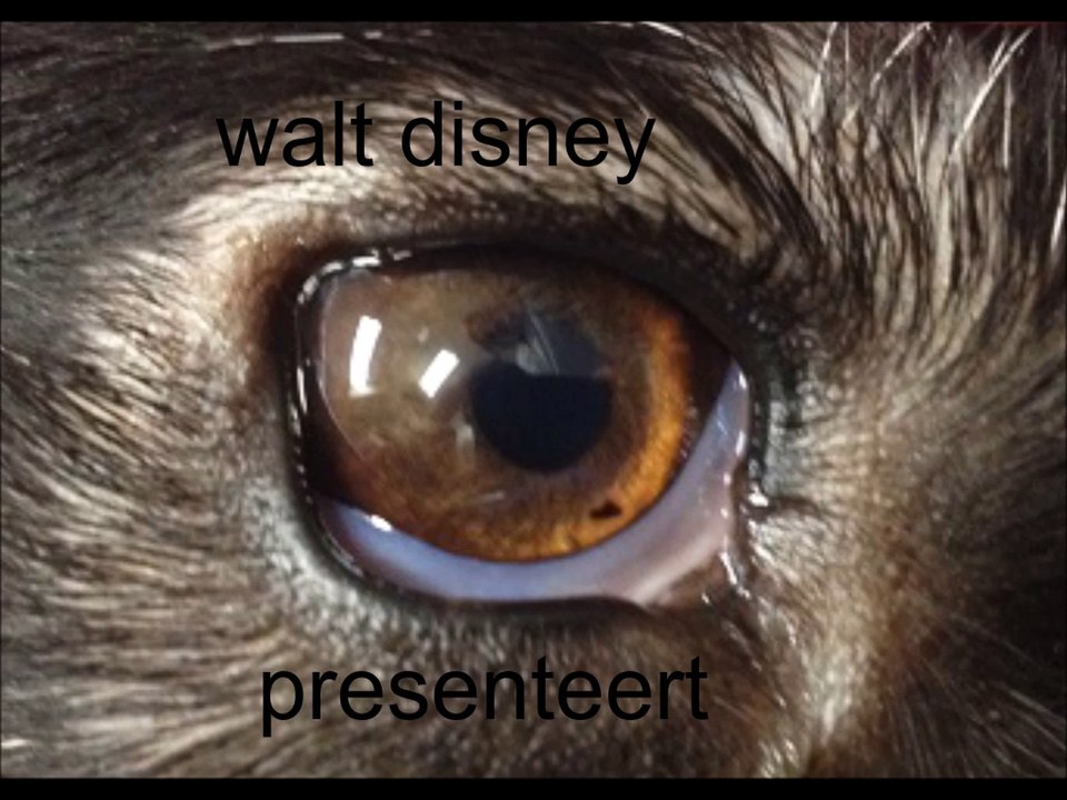 cartoon school martin en de hond 1969 intro