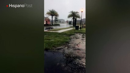 Irma también dejó cocodrilos regados en las calles de Florida