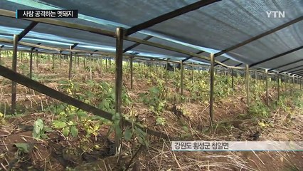 사람 공격하는 멧돼지...울고 싶은 농민 / YTN