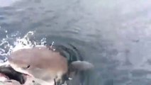 Ce pêcheur se fait voler sa prise par un énorme requin affamé qui surgit à quelques centimètres de lui
