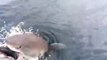 Ce pêcheur se fait voler sa prise par un énorme requin affamé qui surgit à quelques centimètres de lui