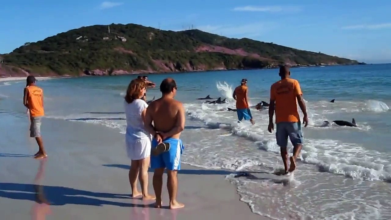 Ce touriste filmait l'océan mais ne s'attendait pas à voir des dizaines de dauphins s'échouer devant lui