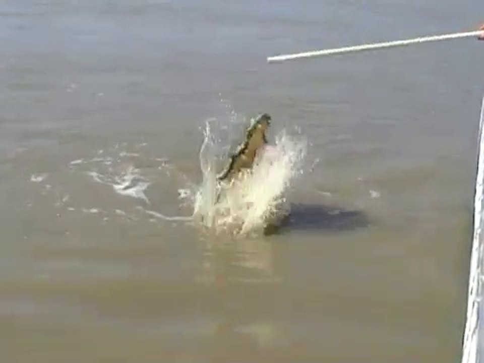 Ce crocodile géant est devenu une « star » après avoir mangé un requin
