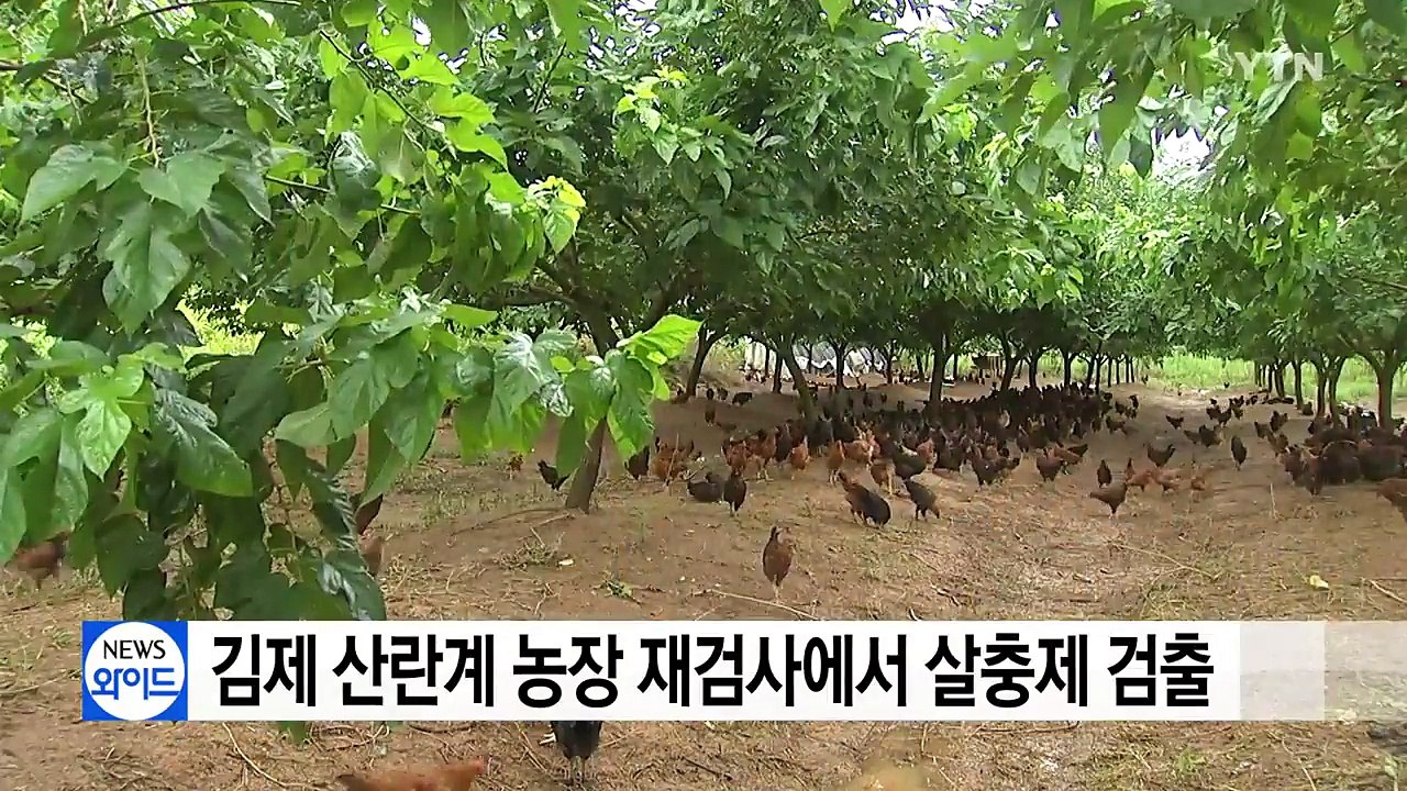 김제 산란계 농장 재검사에서 살충제 검출 / YTN