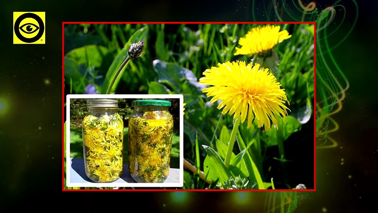 Dandelion Miracle Plant That Cures Cancer, Hepatitis, Liver, Kidneys!