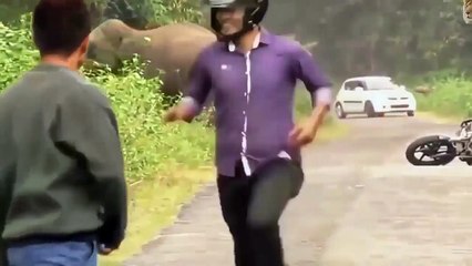 Top 10 Wild Animals Vs Humans Compilation