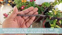 How to Propagate Bougainvillea from Cuttings
