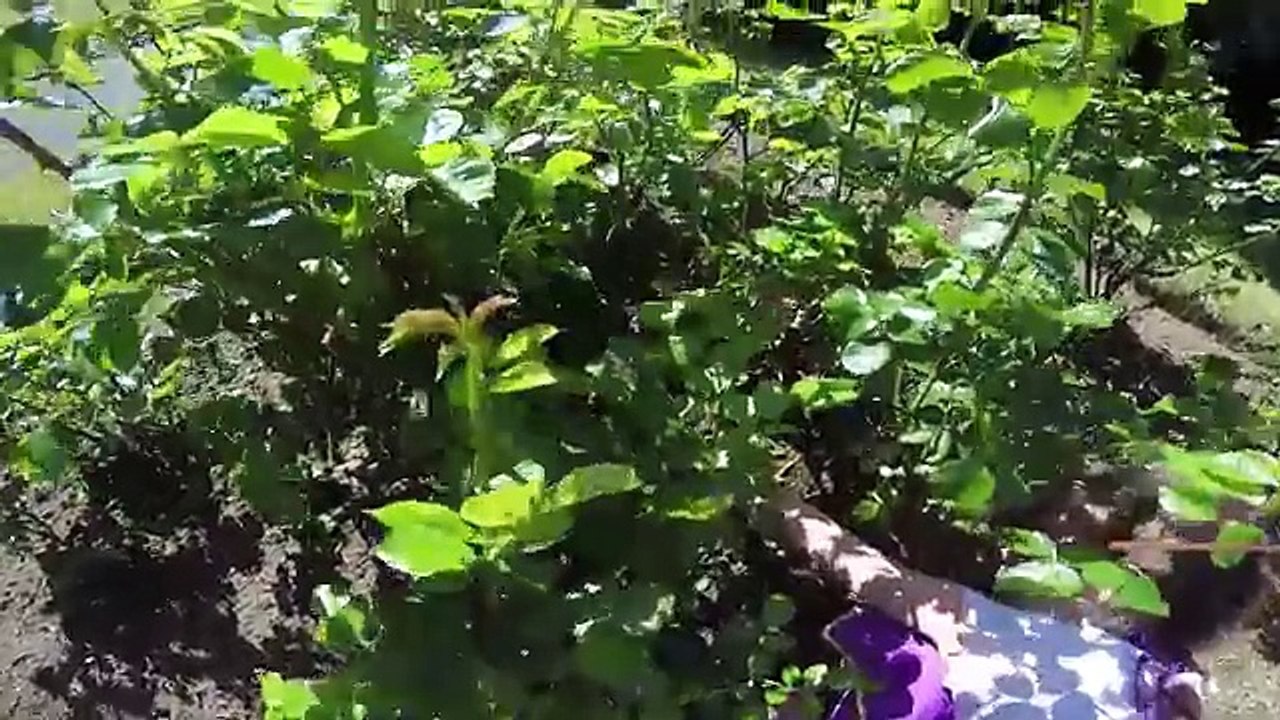 Bulle Pâques Oeuf chasse thé vlog grande chasse aux oeufs de pâques studio