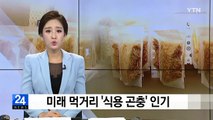 미래 먹거리 '식용 곤충' 인기 / YTN