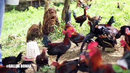Primera parte del machero #GALLOS BONAO