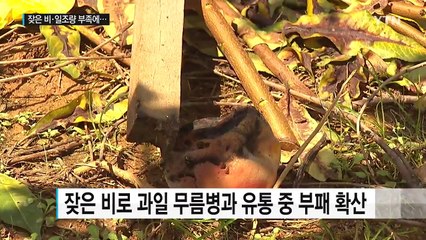 잦은 비·일조량 부족에 농작물 피해 확산 / YTN