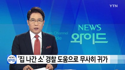 '집 나간 소' 경찰 도움으로 무사히 귀가 / YTN